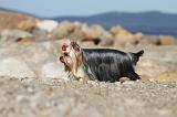 YORKSHIRE TERRIER 322